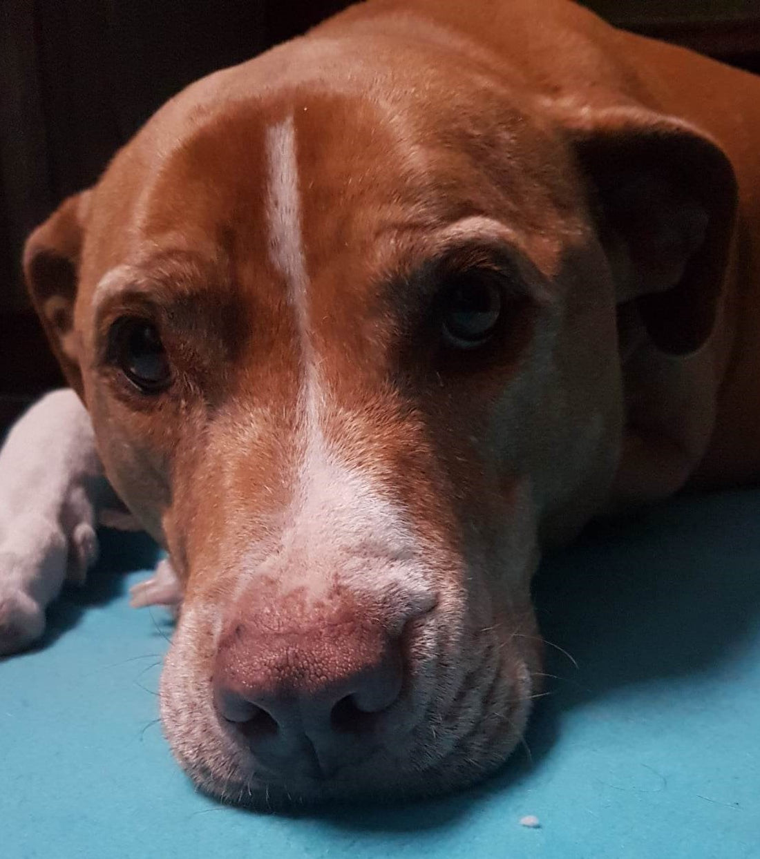 Dutch: The Inspiration Behind Woofy Yum Yum's Delicious Dog Treats